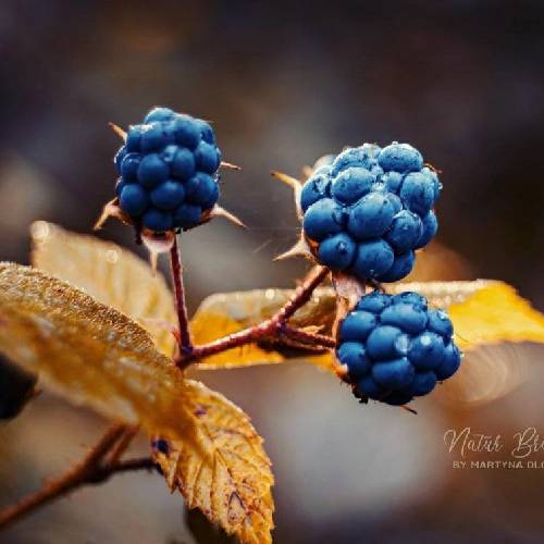 ماها شدیم کارمای هم کجا داری میری